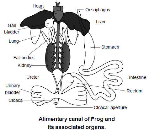 Digestive System: Frog | Additional Study Material for NEET