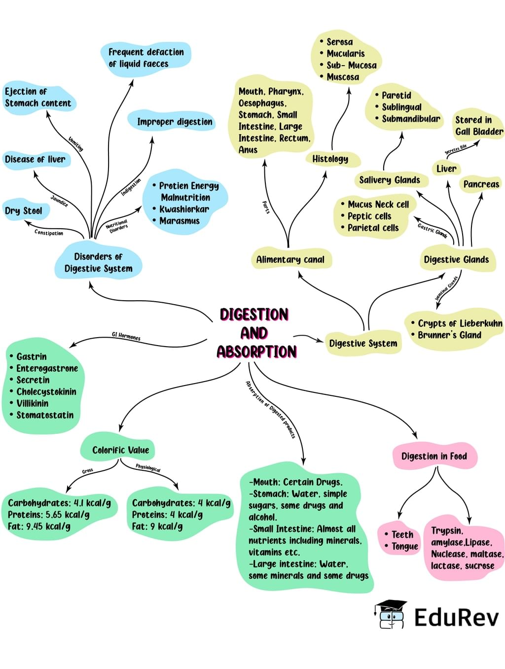 Mind Map: Digestion & Absorption (Old NCERT) | Subject-Wise Mind Maps for Class 11 (Science)
