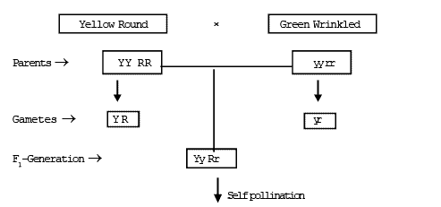 Inheritance of One Gene & Inheritance of Two Genes | Additional Study Material for NEET
