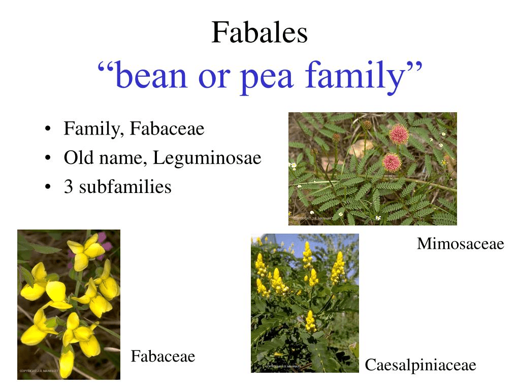 Family Description: Solanaceae, Fabaceae & Liliaceae | Biology for ACT