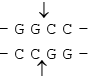 Genetics | Additional Study Material for NEET