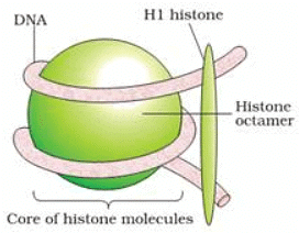 Short & Long Question Answers with Solution: Molecular Basis of Inheritance | Biology for ACT
