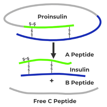 Biotechnology and its Applications Chapter Notes | Biology Class 12 - NEET