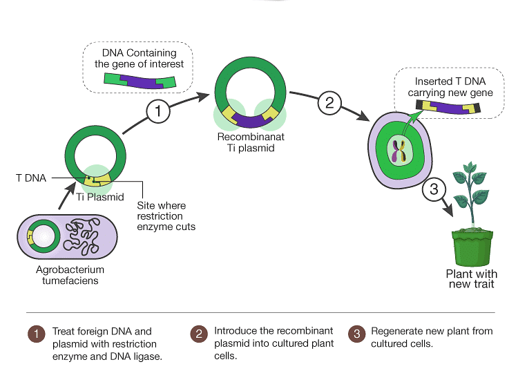 Important Diagrams: Biotechnology - Principles and Processes | Biology Class 12 - NEET