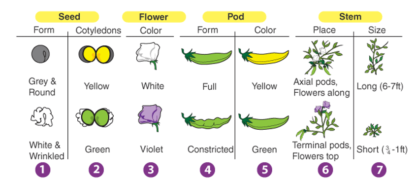 Heredity & Mendel`s Laws of Inheritance | Biology for ACT