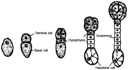 Reproduction in Plant (Part - 5) - Notes, Botany, Class 12