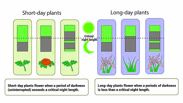 Important Diagrams: Plant Growth and Development | Biology Class 11 - NEET