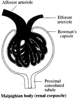 NCERT Exemplars: Excretory Products & their Elimination | Biology Class 11 - NEET