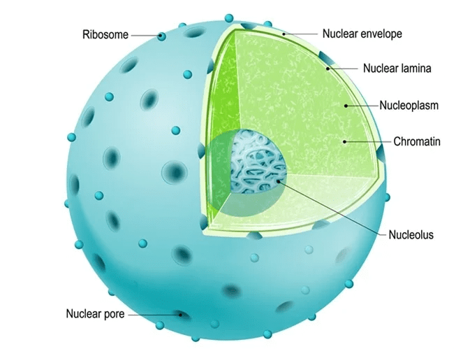 Nucleus