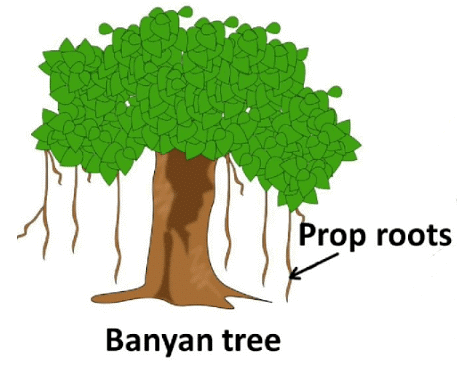 Glossary: Morphology of Flowering Plants | Biology for ACT