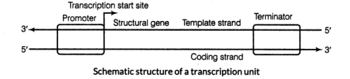 Transcription: Central Dogma | Additional Study Material for NEET