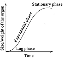 NCERT Exemplars: Plant Growth & Development | Biology Class 11 - NEET