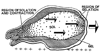 Phylum: Protozoa (Amoeba & Plasmodium) | Additional Study Material for NEET