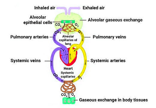 Important Diagrams: Breathing and Exchange of gases | Biology Class 11 - NEET