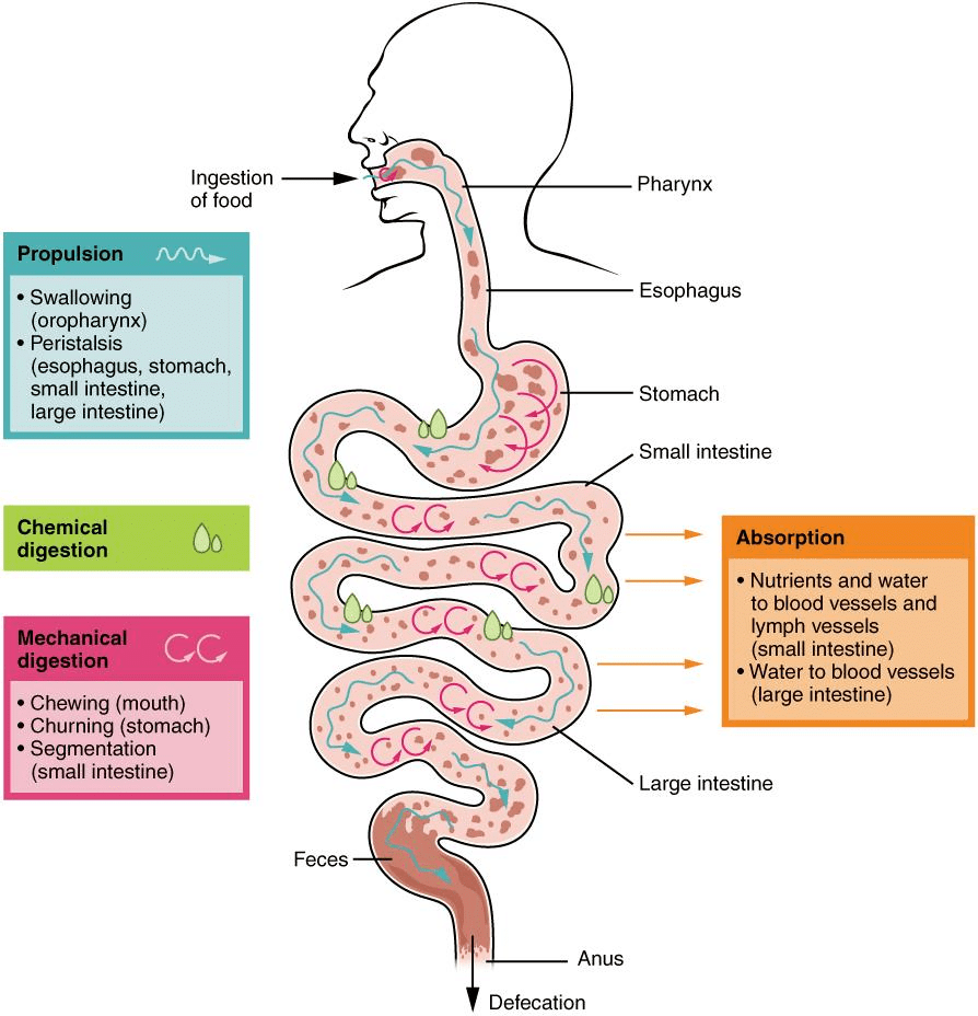 Physiology of Digestion
