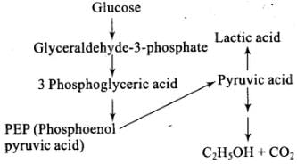 NCERT Exemplars: Respiration in Plants | Biology Class 11 - NEET