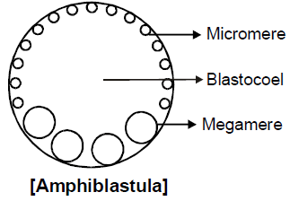 General Properties of Embryonic Development | Additional Study Material for NEET