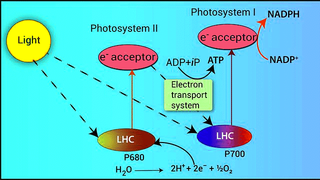 Important Diagrams: Photosynthesis in Higher Plants | Biology Class 11 - NEET
