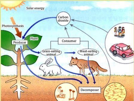 Components of an Ecosystem