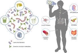 Fig: Lactic acid bacteria