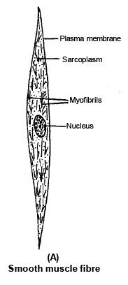 Smooth Muscle Fibre | Additional Study Material for NEET