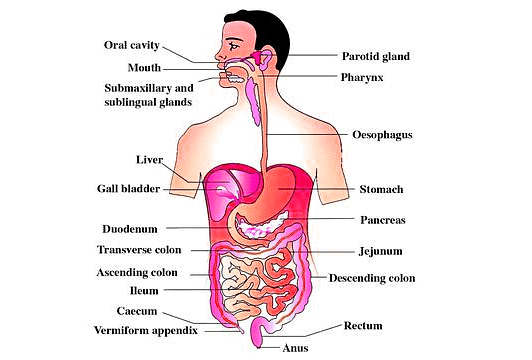 Important Diagrams: Digestion and Absorption (Old NCERT) | Crash Course for NEET