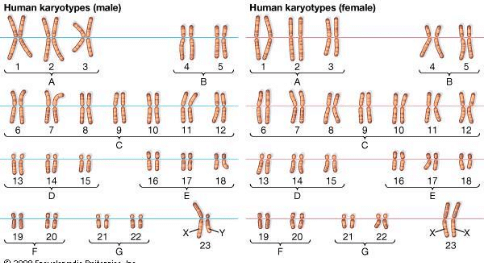 Number of chromosomes