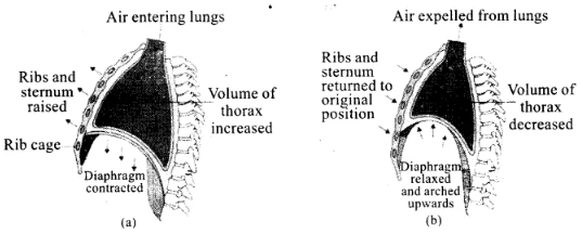 NCERT Exemplars: Breathing & Exchange of Gases | Biology Class 11 - NEET