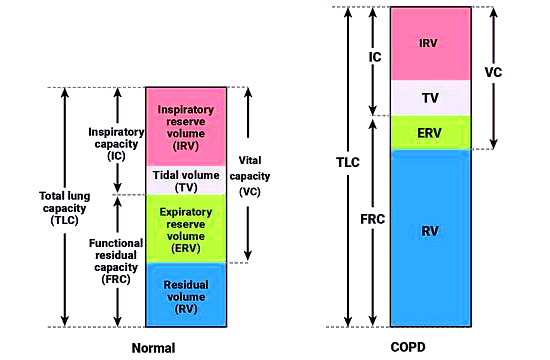Important Diagrams: Breathing and Exchange of gases | Biology Class 11 - NEET