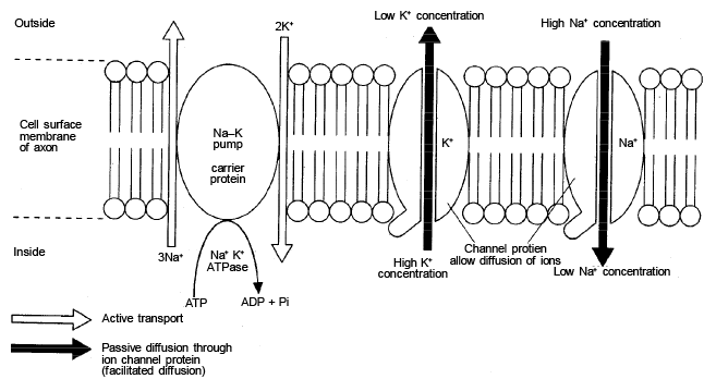 Transmission of Nerve Impulses | Biology Class 11 - NEET