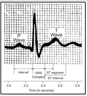 EEG & ECG: Human Health & Diseases | Additional Study Material for NEET