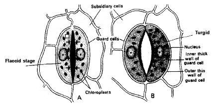 Transpiration Pull & Stomata | Biology A-Level - A Level