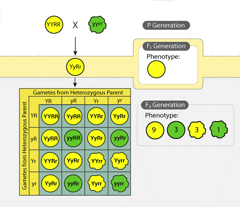 Heredity & Mendel`s Laws of Inheritance | Biology for ACT