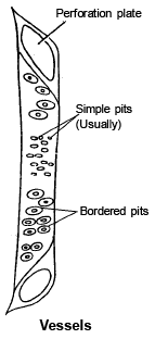 Complex Permanent Tissue | Biology for ACT