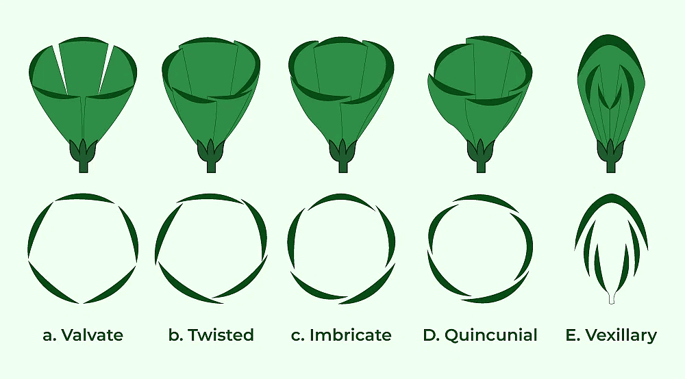 The Flower: Parts & Functions | Biology Class 11 - NEET