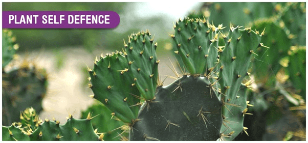 Adaptation & Habitats | AP Biology - Grade 9