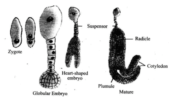 Stages in embryo development in a dicot