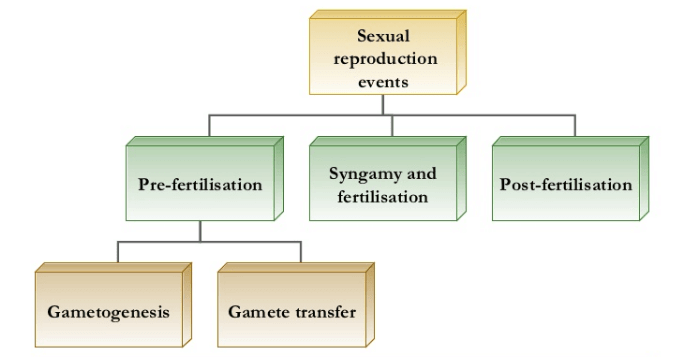 Sexual Reproduction | Biology for Grade 12