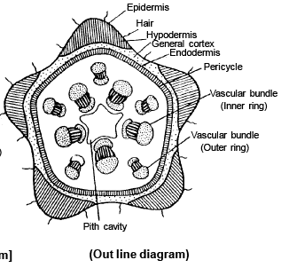 Anatomy of Monocot & Dicot Stem | Biology for JAMB