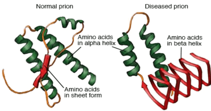 Viruses, Viroid, Prions & Lichens | Biology for JAMB