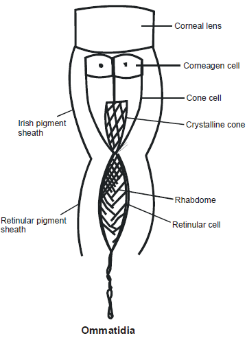 Respiratory & Nervous Systems: Cockroach | Additional Study Material for NEET
