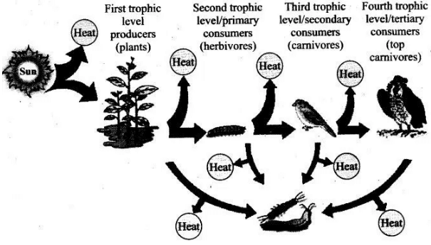 NCERT Exemplar: Ecosystem | Biology Class 12 - NEET