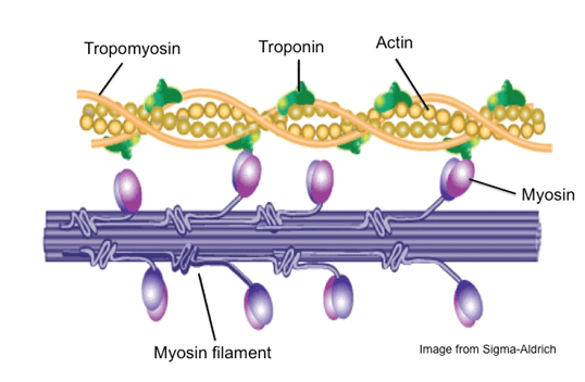 Actin and Myosin Myofilament