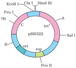 NCERT Exemplar: Biotechnology: Principle & Processes | Biology Class 12 - NEET
