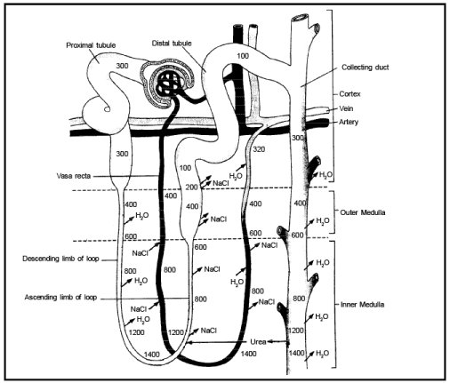 Mechanism: Urine Formation | Biology for JAMB