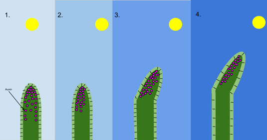 Effect of Auxin on Plant Growth