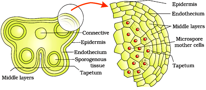 Sexual Reproduction in Flowering Plants Chapter Notes | Biology Class 12 - NEET
