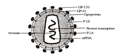 AIDS & Cancer | Biology Class 12 - NEET