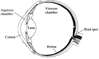 NCERT Exemplars: Neural Control & Coordination | Biology Class 11 - NEET