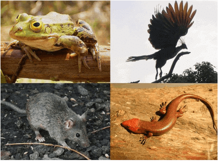 Introduction to Biological Classification | Biology for Grade 11